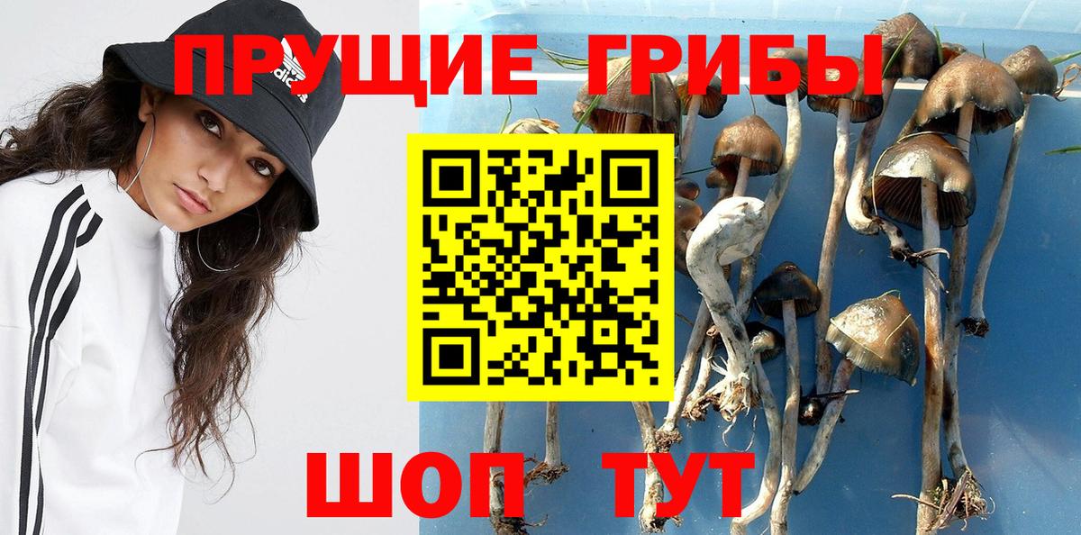 Псилоцибиновые грибы Cubensis  Вход с VPN  Псилоцибиновые грибы Psilocybine cubensis  Клин 